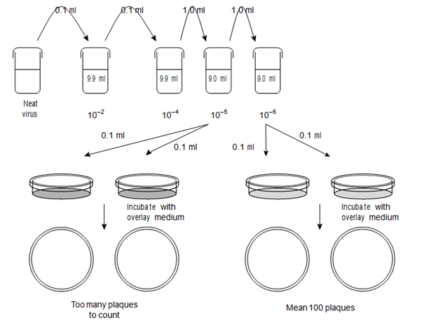 1740_Plaque assay 1.png